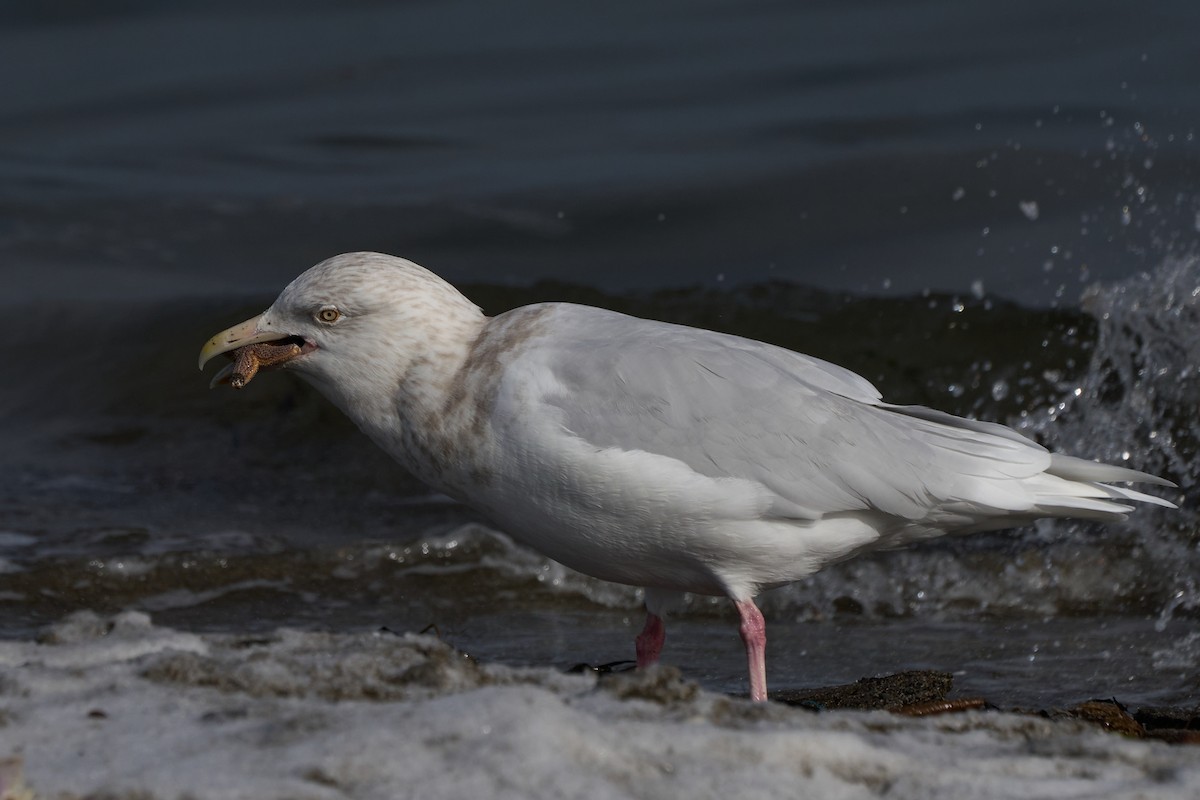 Glaucous Gull - ML647166976