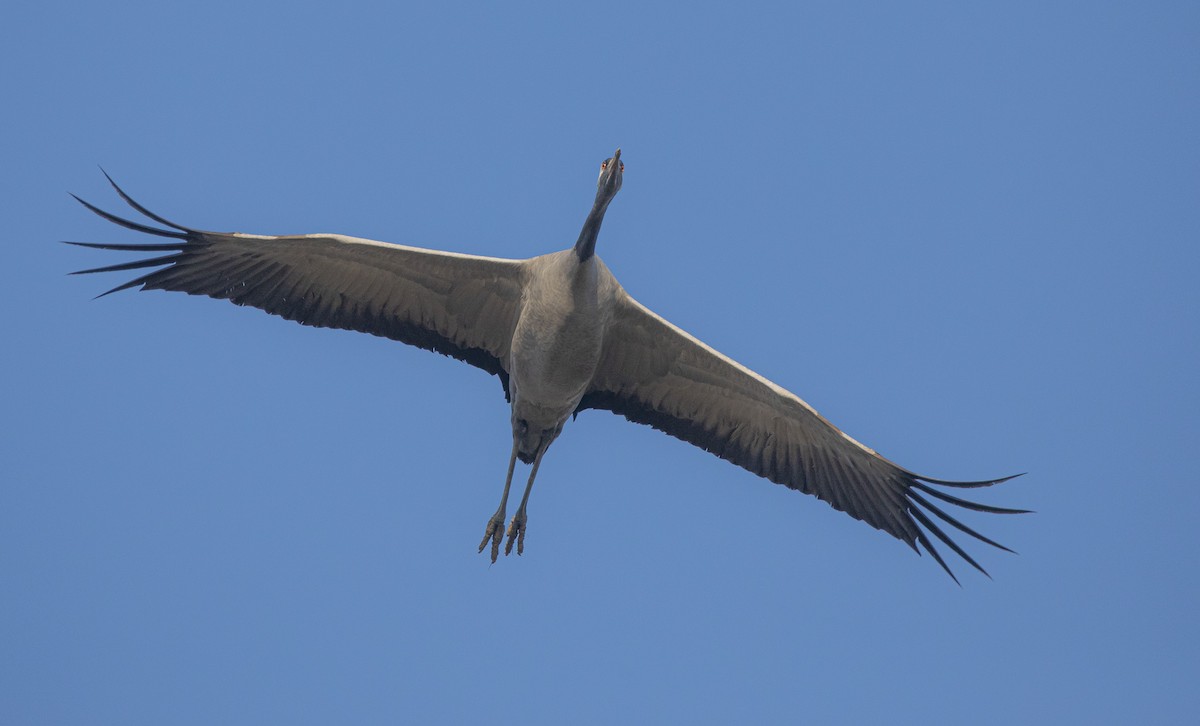 Хархираа тогоруу - ML647166978