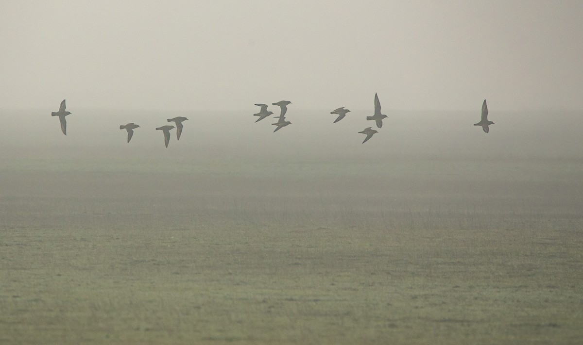 Сивка звичайна - ML647166983