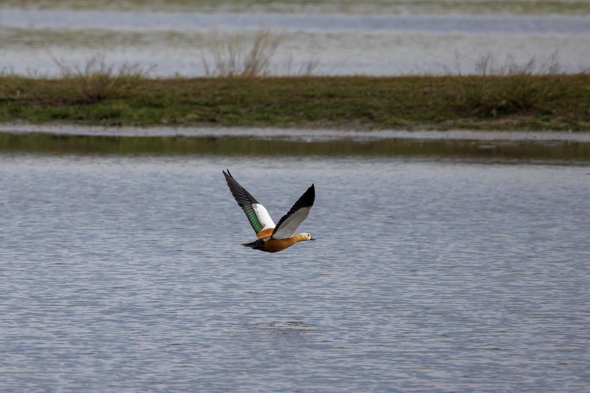 Огар рудий - ML647166984