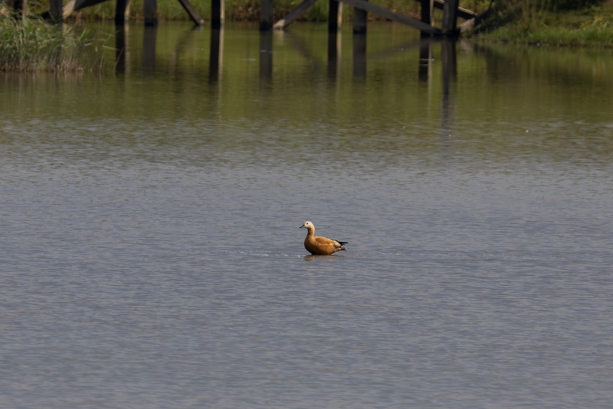 Огар рудий - ML647166985