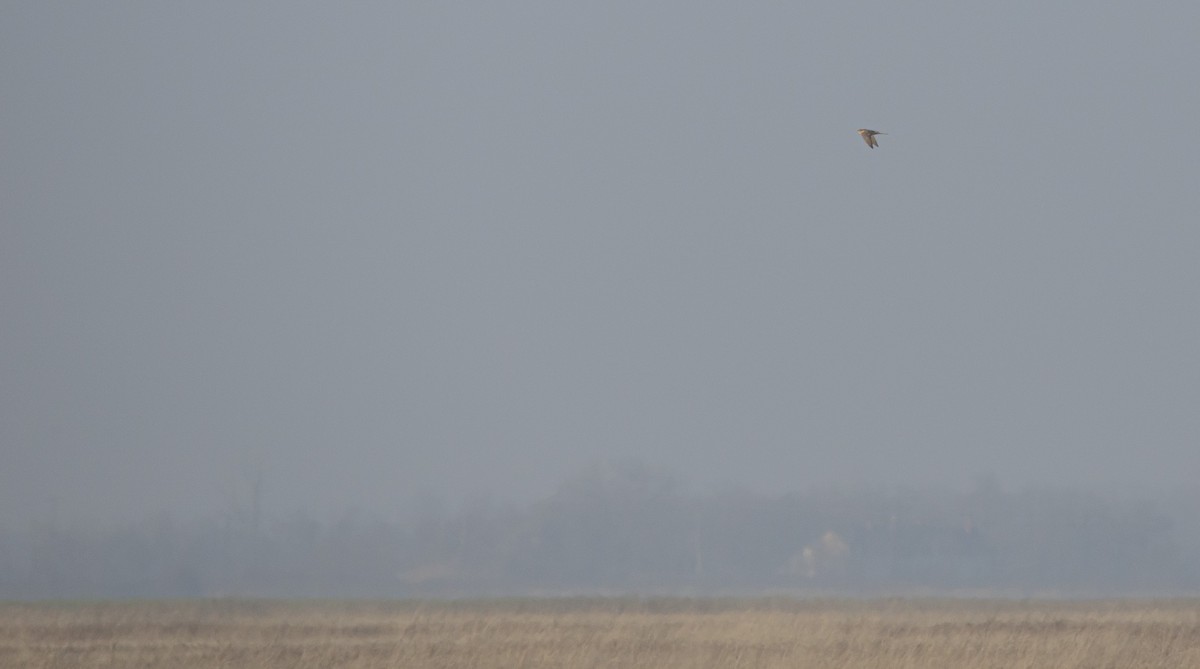 Хайргууна шонхор - ML647166988