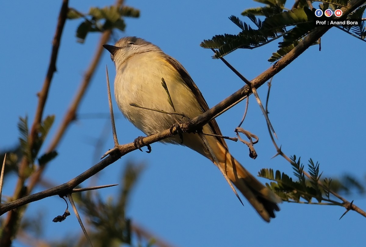 Zwergmennigvogel - ML647166993