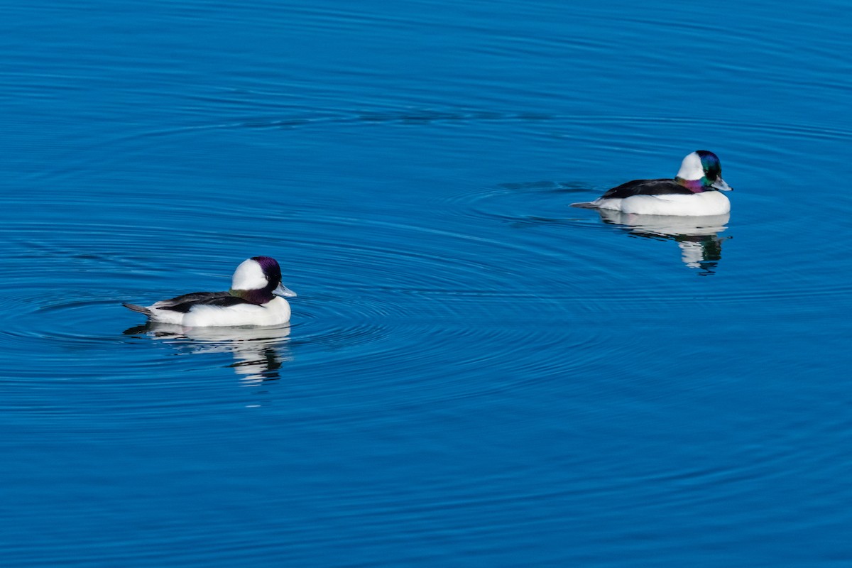 Bufflehead - ML647166994