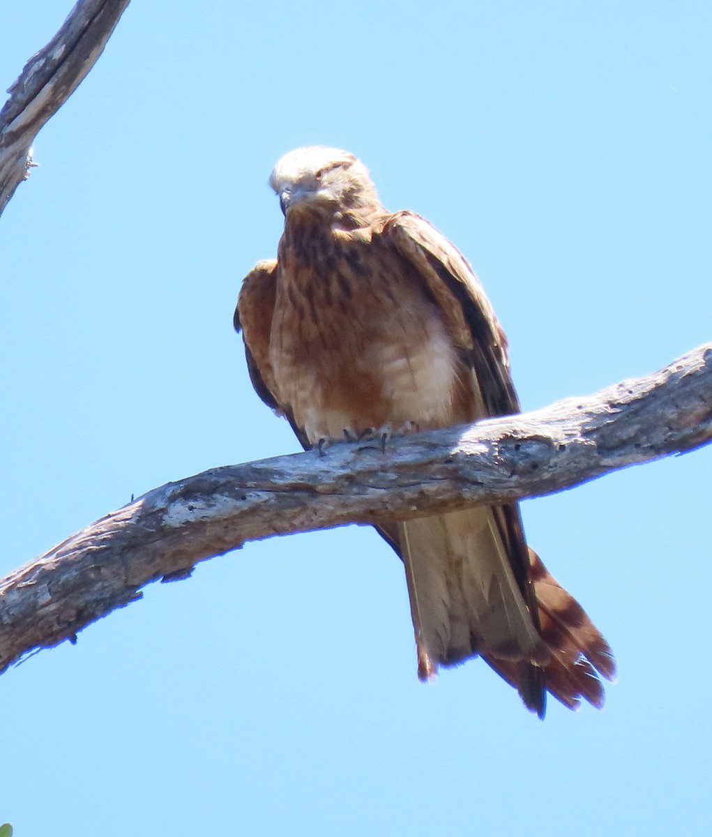 Square-tailed Kite - ML647166995