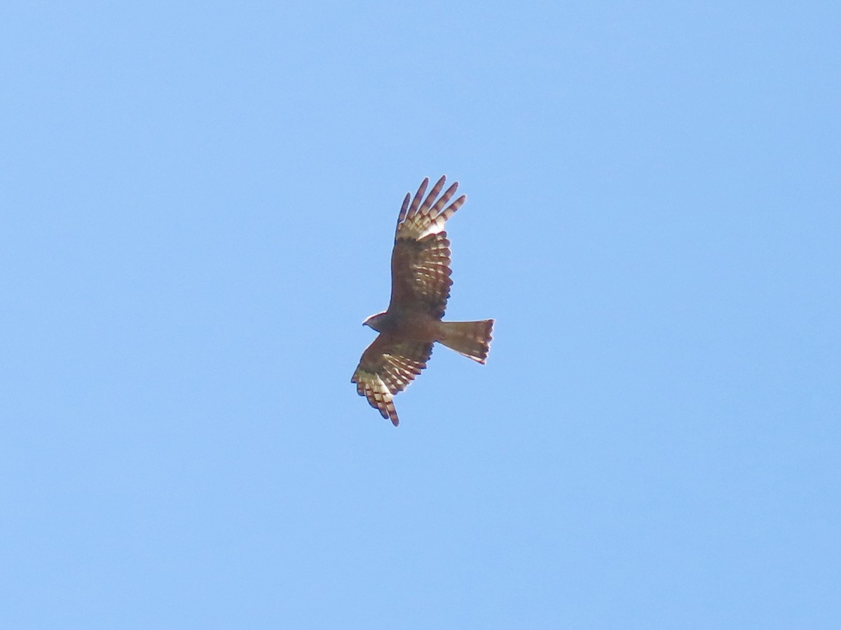 Milano Colicuadrado - ML647166996