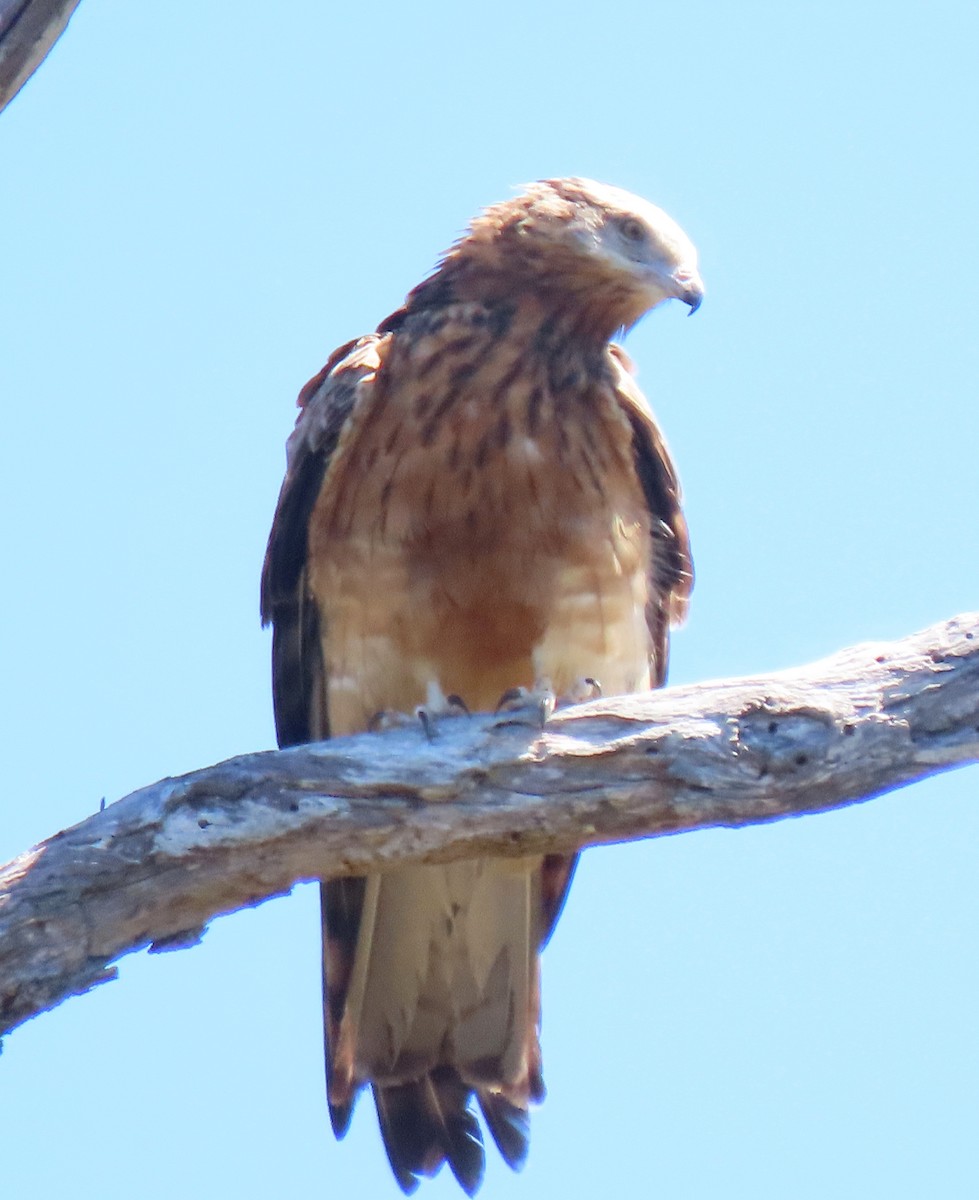 Milano Colicuadrado - ML647166997