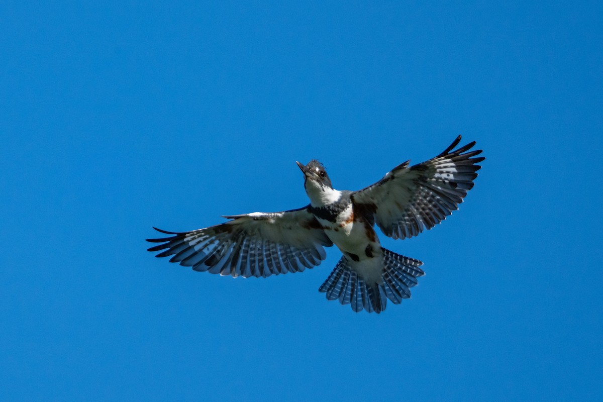 Belted Kingfisher - ML647166998
