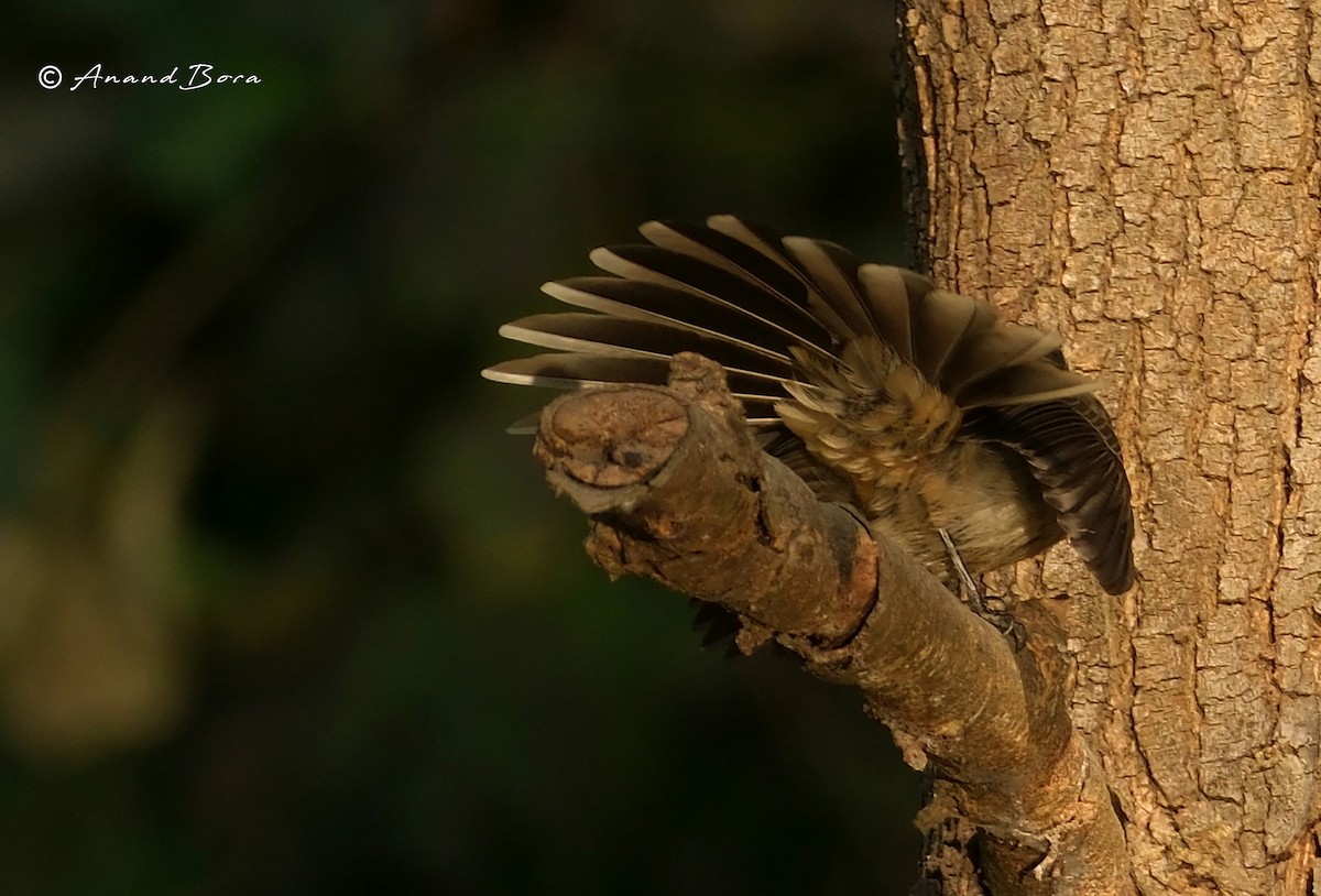Spot-breasted Fantail - ML647166999