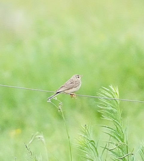 Plain-backed Pipit - ML647167002