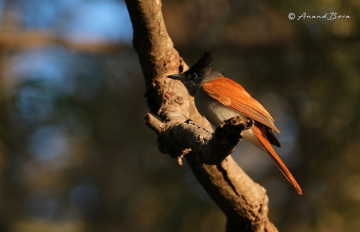 Indian Paradise-Flycatcher - ML647167003