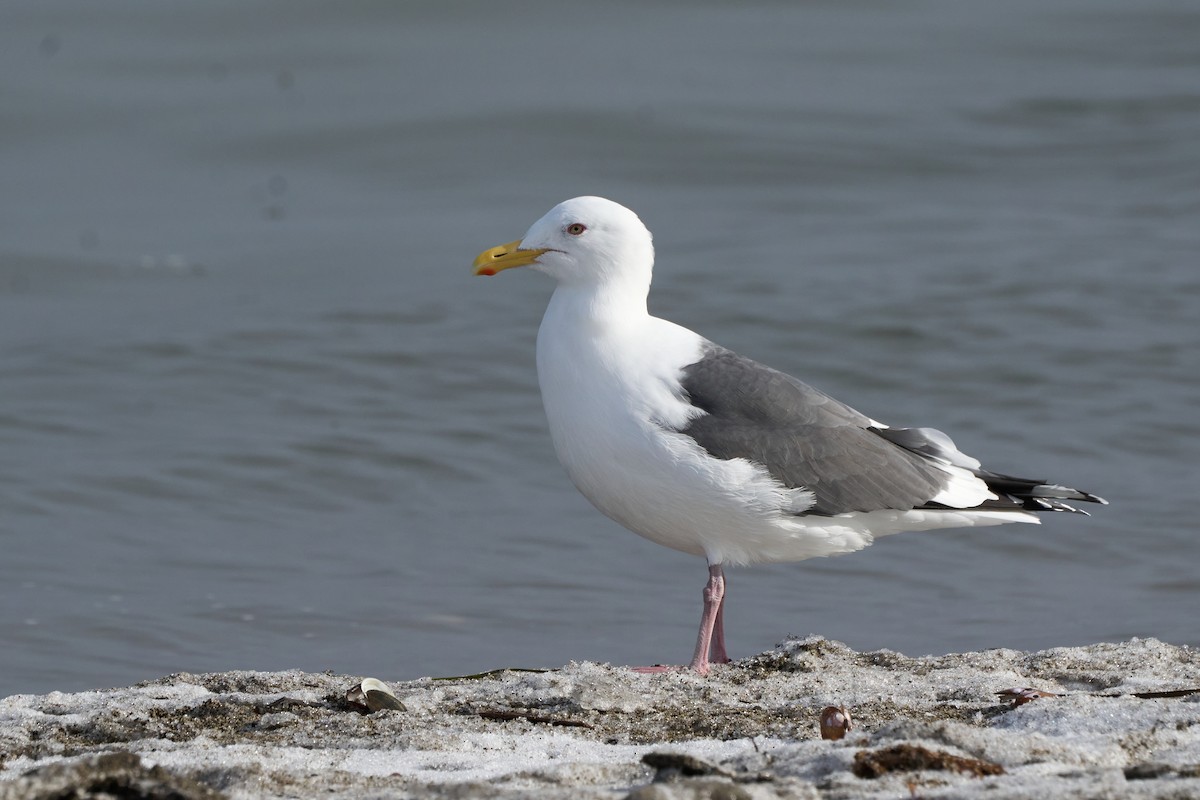Slaty-backed Gull - ML647167004
