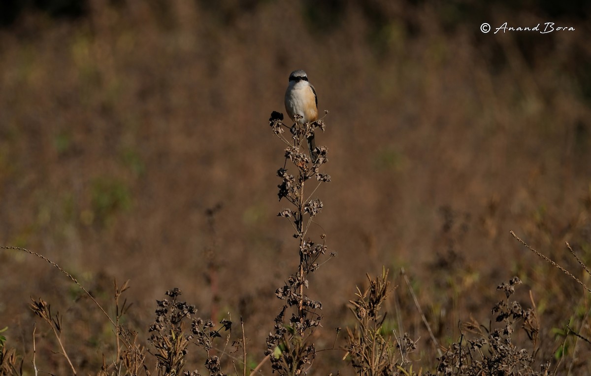 Long-tailed Shrike - ML647167005