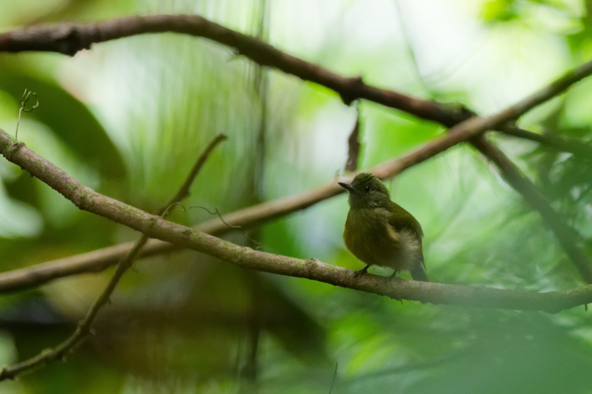 Ochre-bellied Flycatcher - ML647167006
