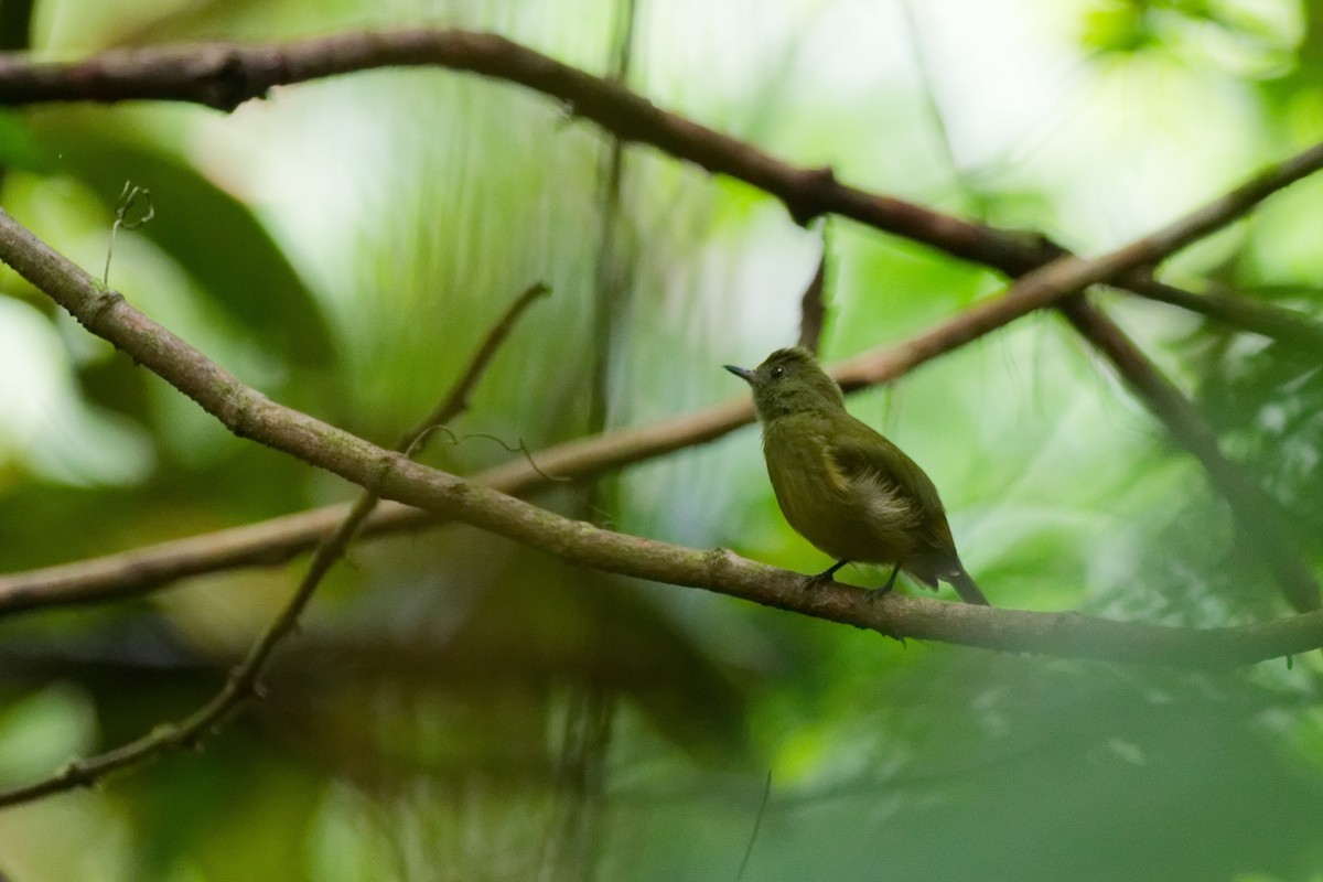 Ochre-bellied Flycatcher - ML647167007