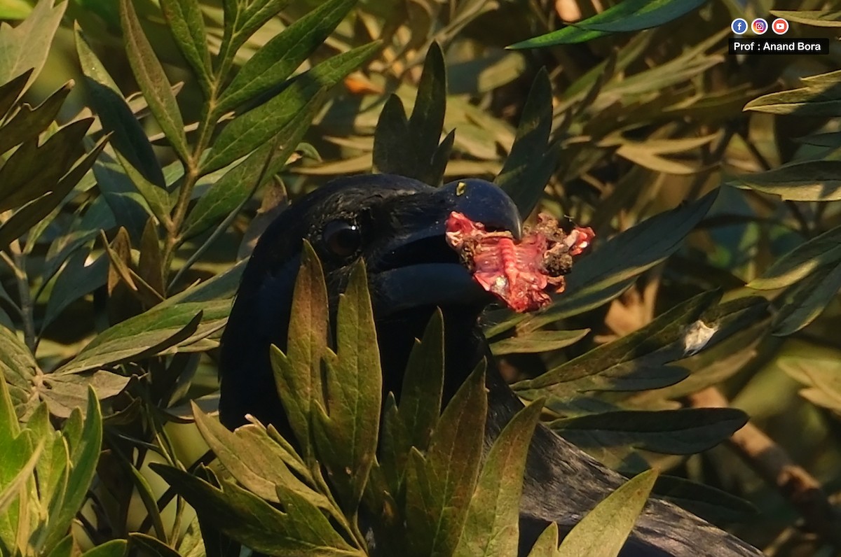 Large-billed Crow - ML647167012