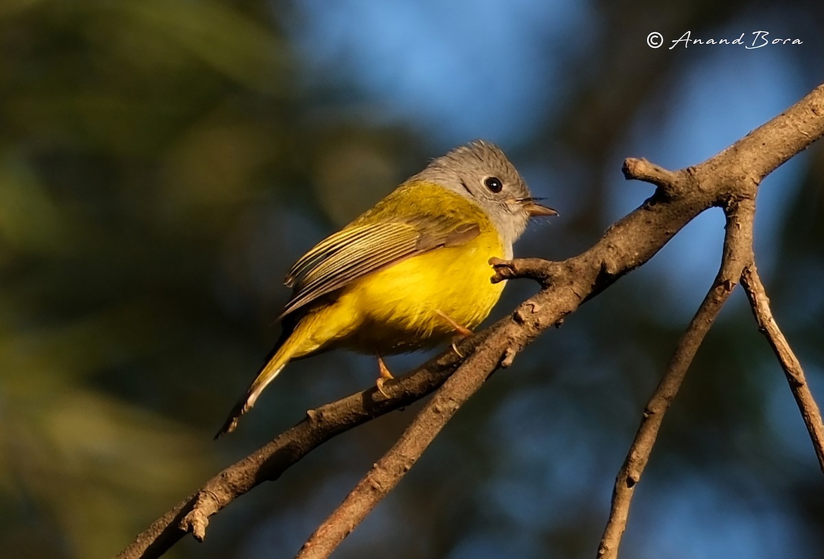Gray-headed Canary-Flycatcher - ML647167014