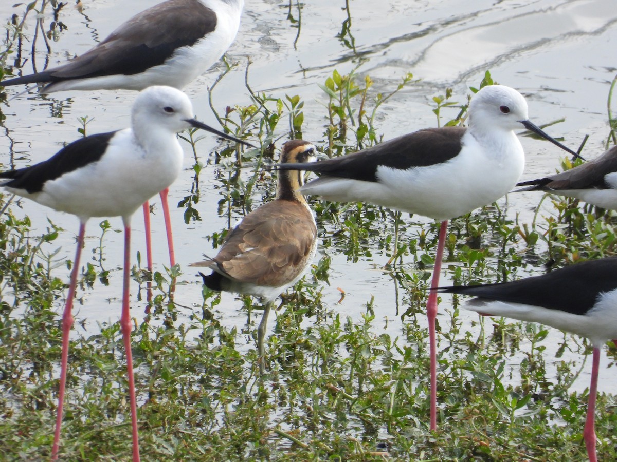 Pheasant-tailed Jacana - ML647167015