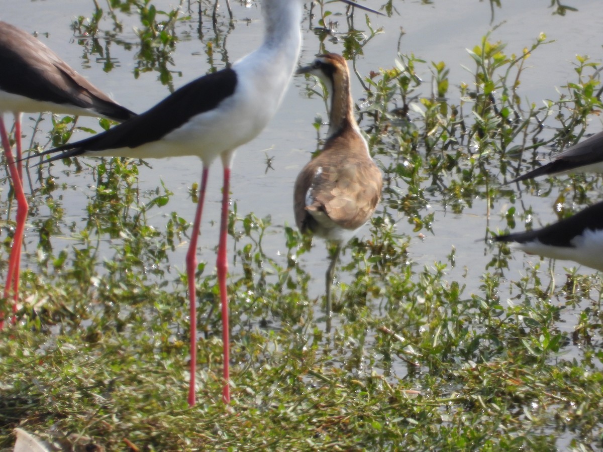 Pheasant-tailed Jacana - ML647167016
