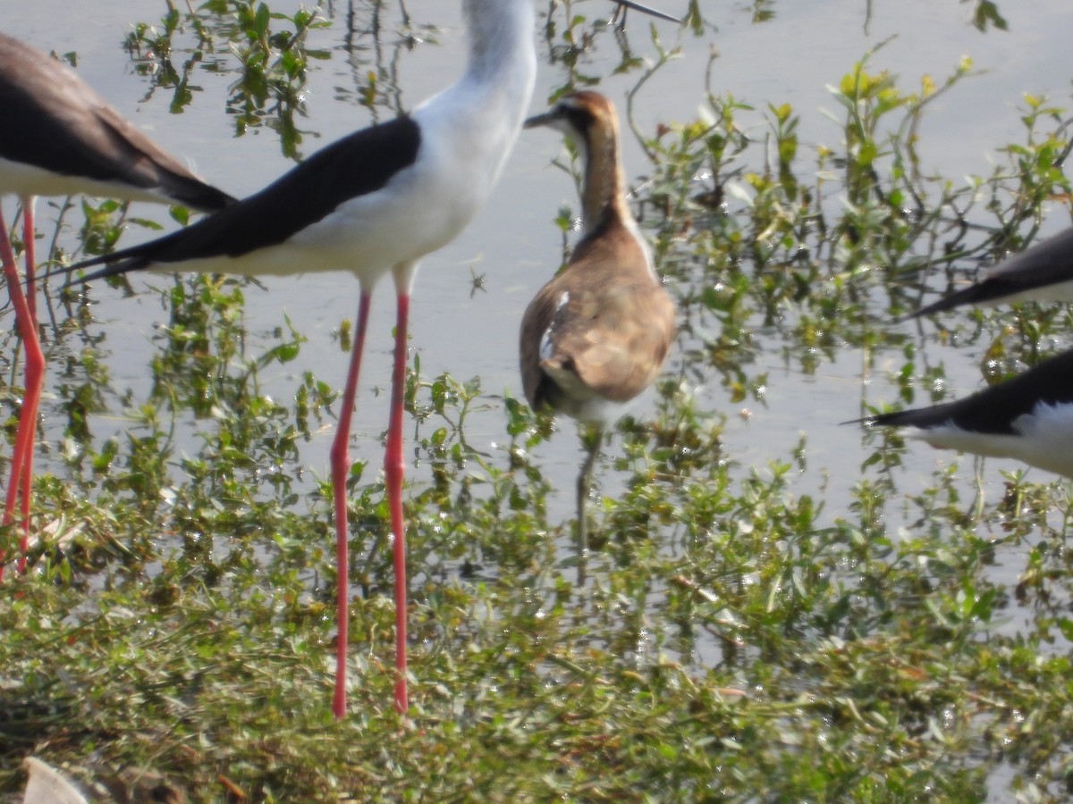 Pheasant-tailed Jacana - ML647167017