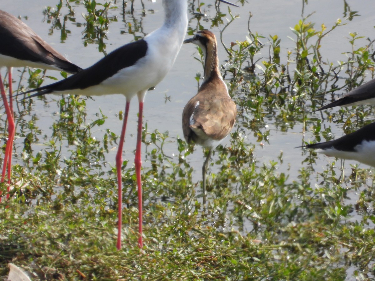 Pheasant-tailed Jacana - ML647167018