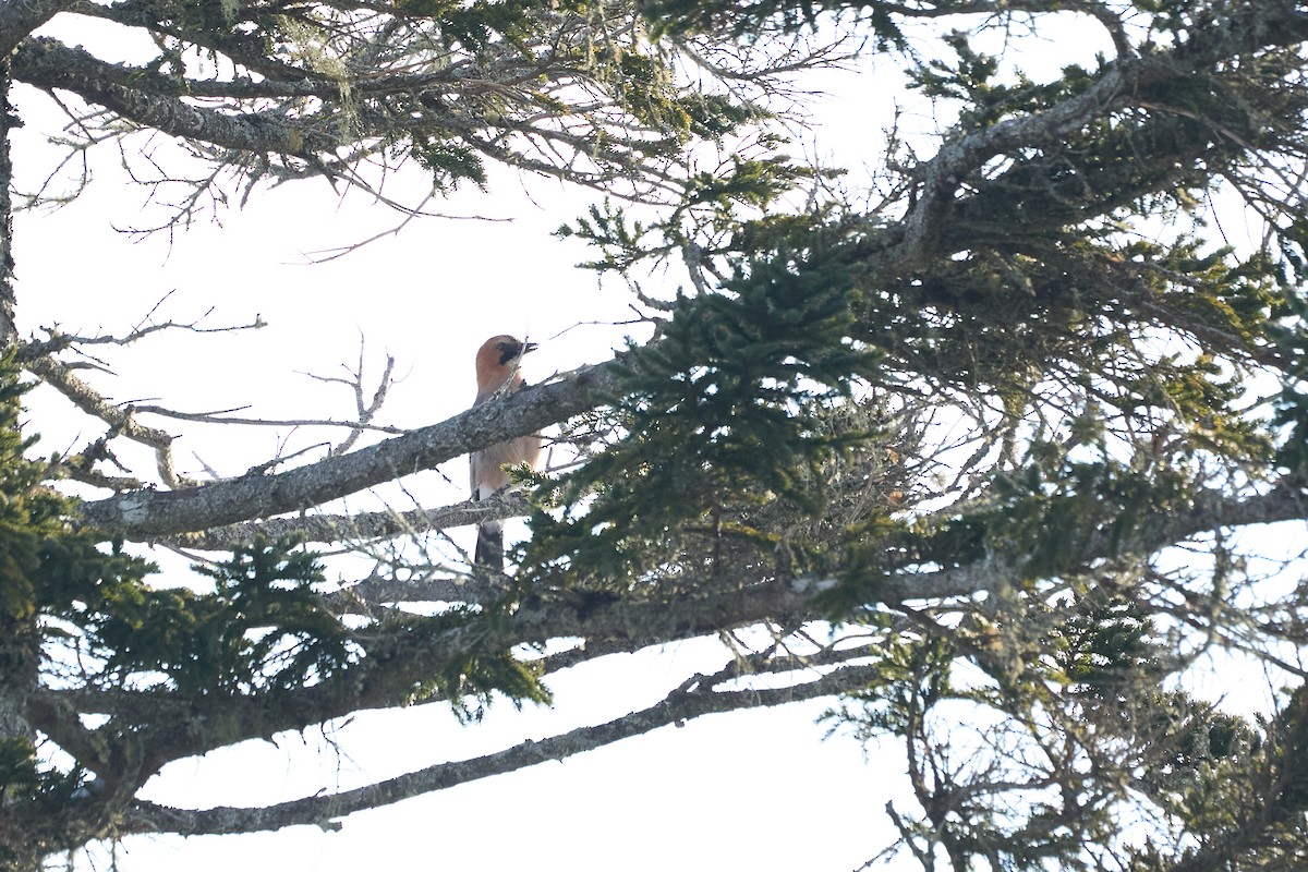 Eurasian Jay - ML647167020