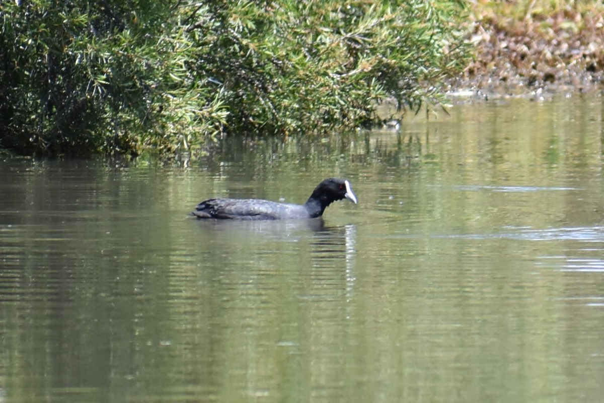 Eurasian Coot - ML647167022