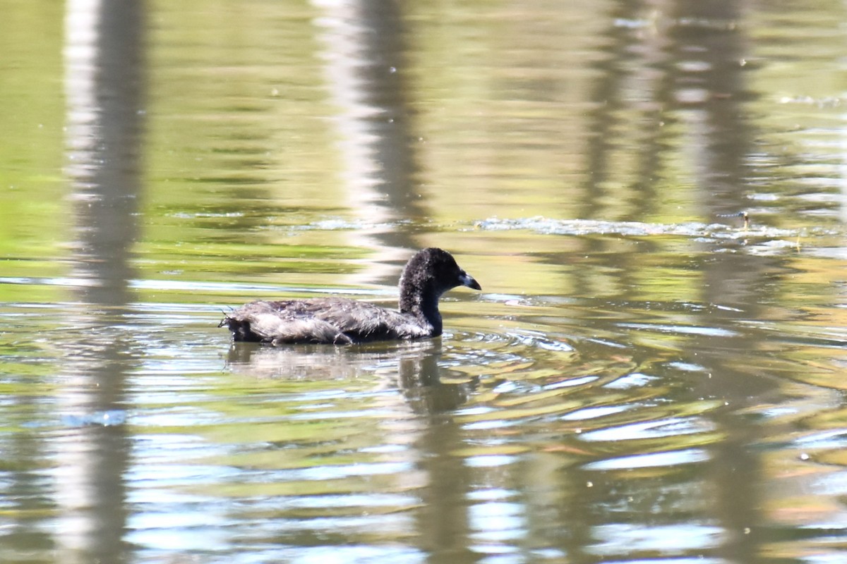 Eurasian Coot - ML647167023