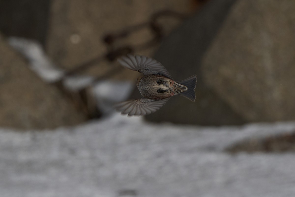 Asian Rosy-Finch - ML647167025