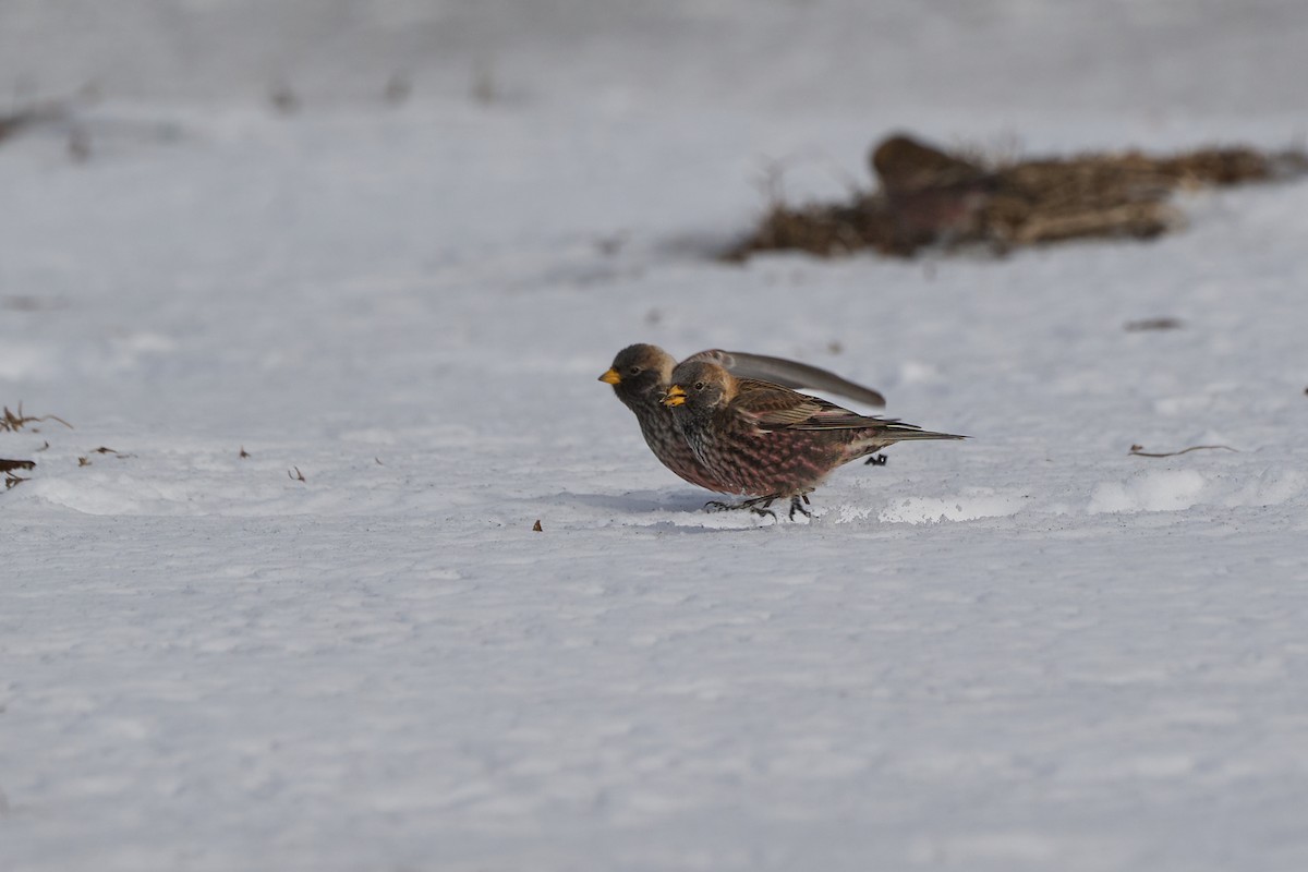 Asian Rosy-Finch - ML647167026