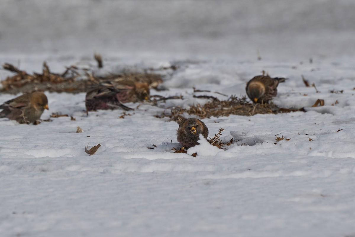 Asian Rosy-Finch - ML647167027