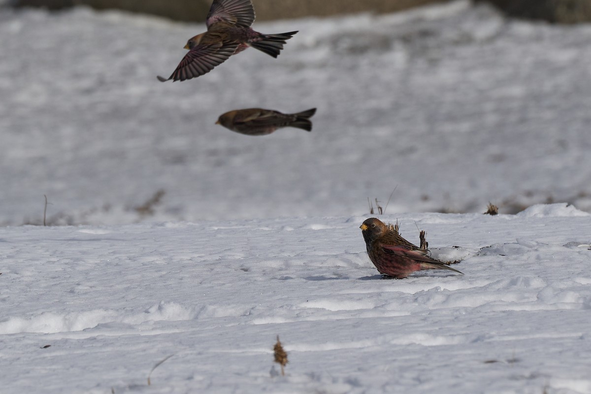 Asian Rosy-Finch - ML647167028