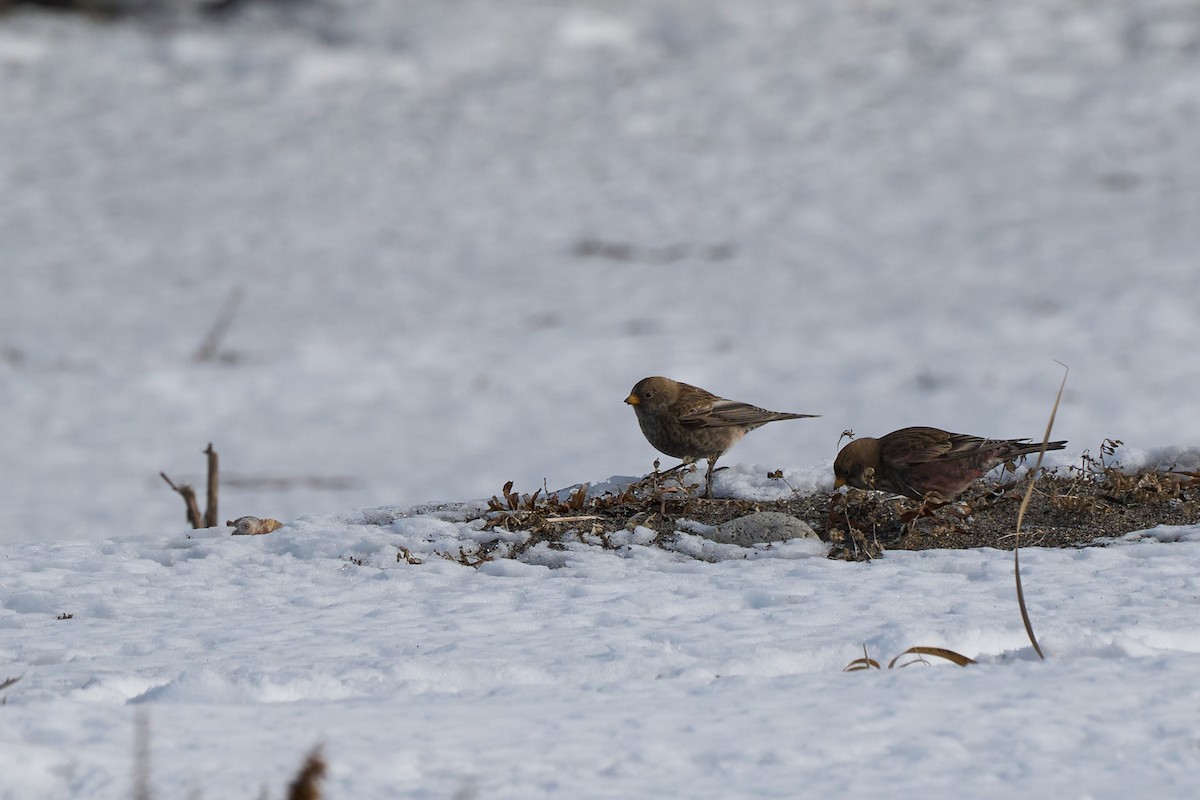 Asian Rosy-Finch - ML647167029