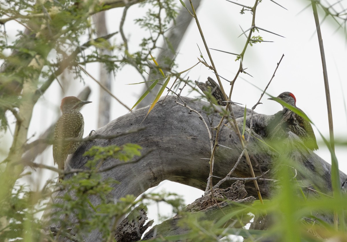 Golden-tailed Woodpecker (Golden-tailed) - ML647167030