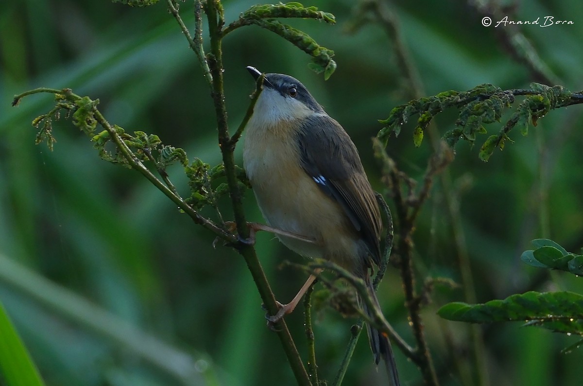 Ashy Prinia - ML647167031
