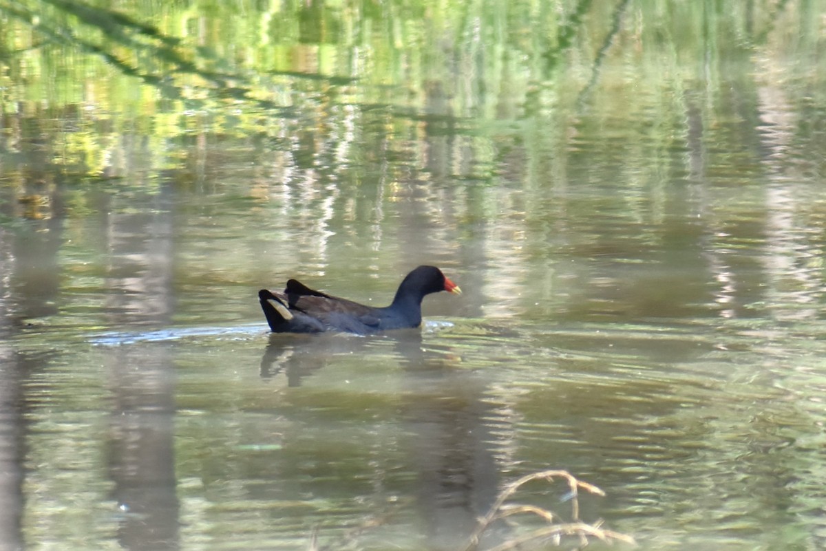 Dusky Moorhen - ML647167032