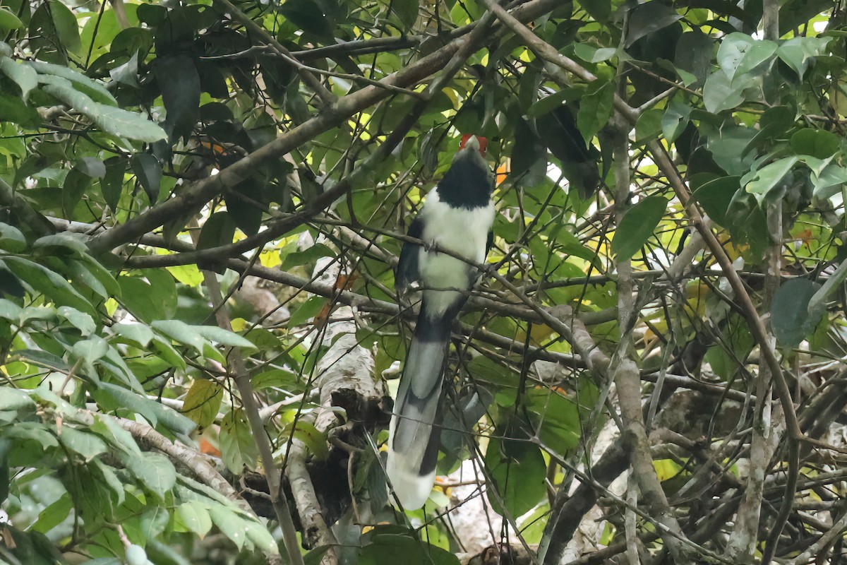 Red-faced Malkoha - ML647167033
