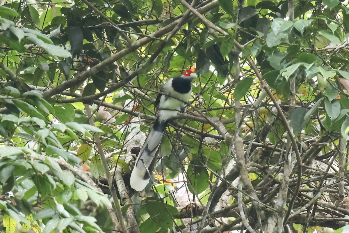 Red-faced Malkoha - ML647167034