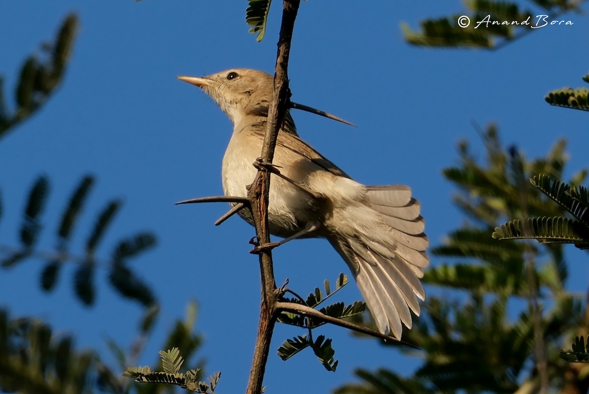 Sykes's Warbler - ML647167035