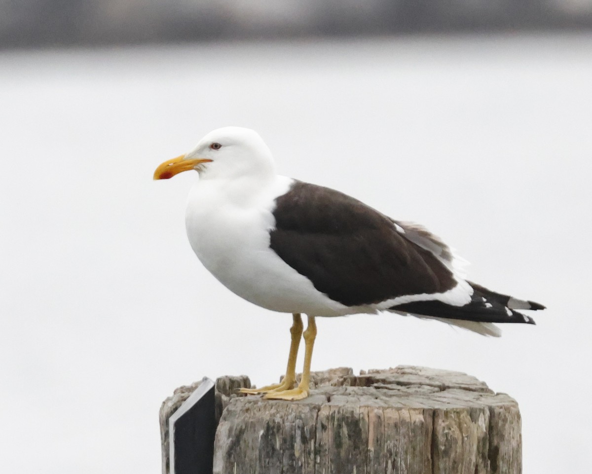 Kelp Gull - ML647167036