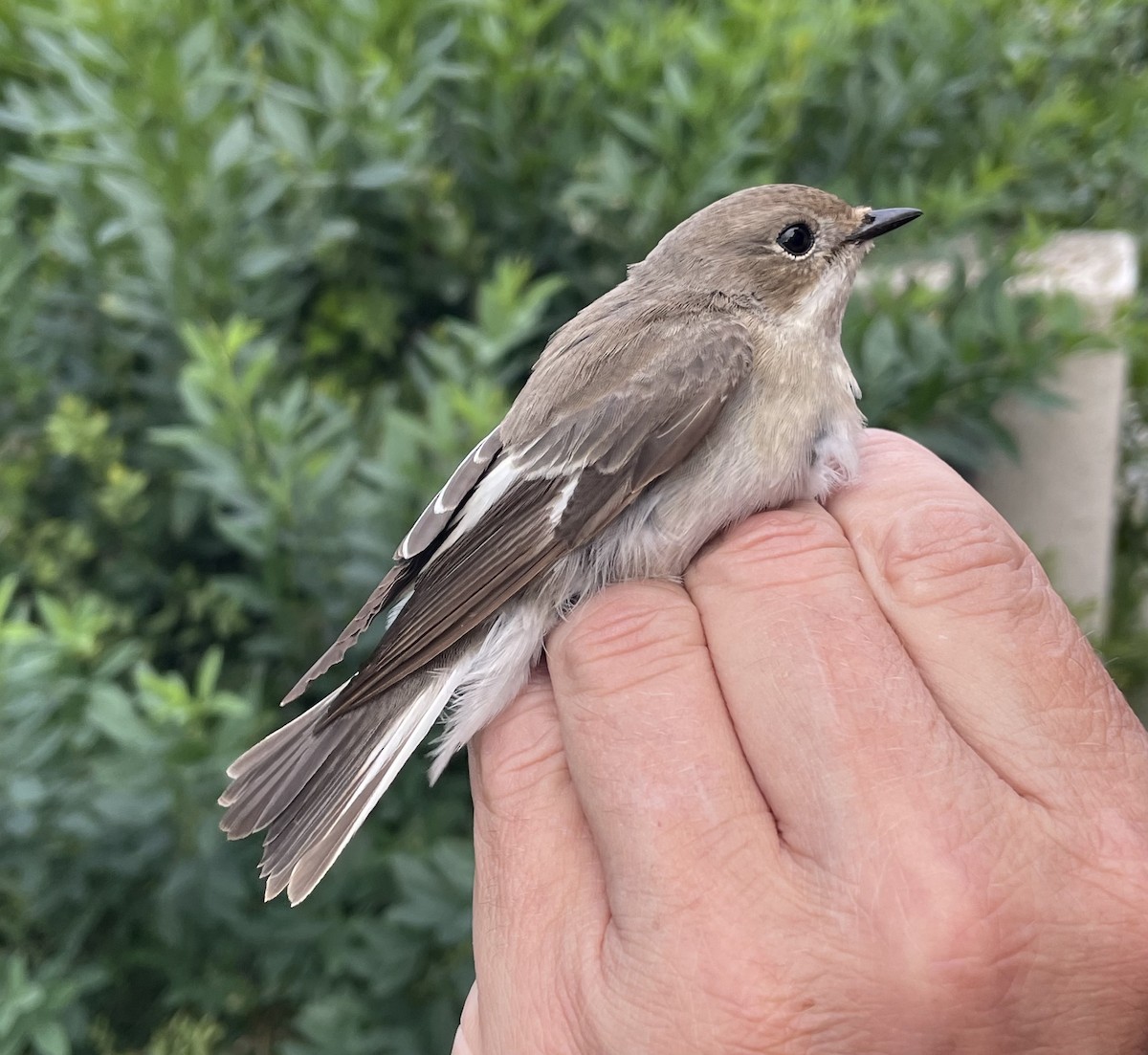 European Pied Flycatcher - ML647167037
