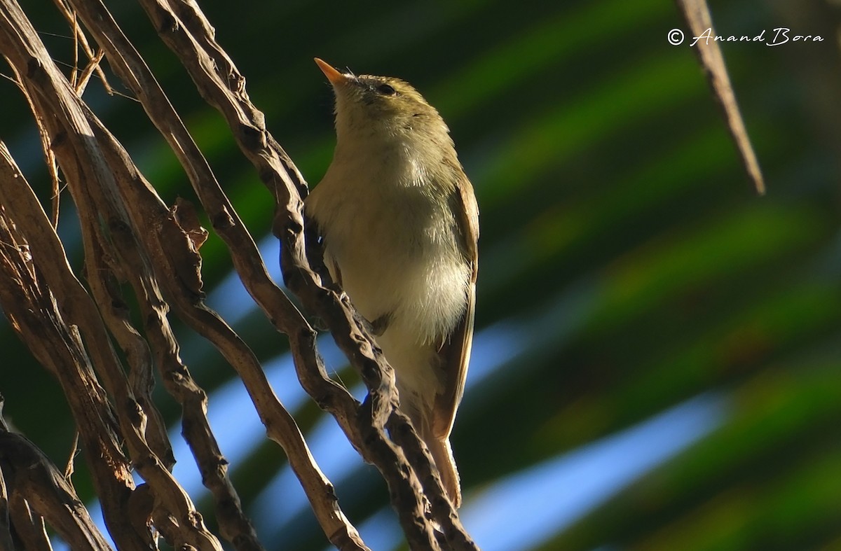 østsanger - ML647167038