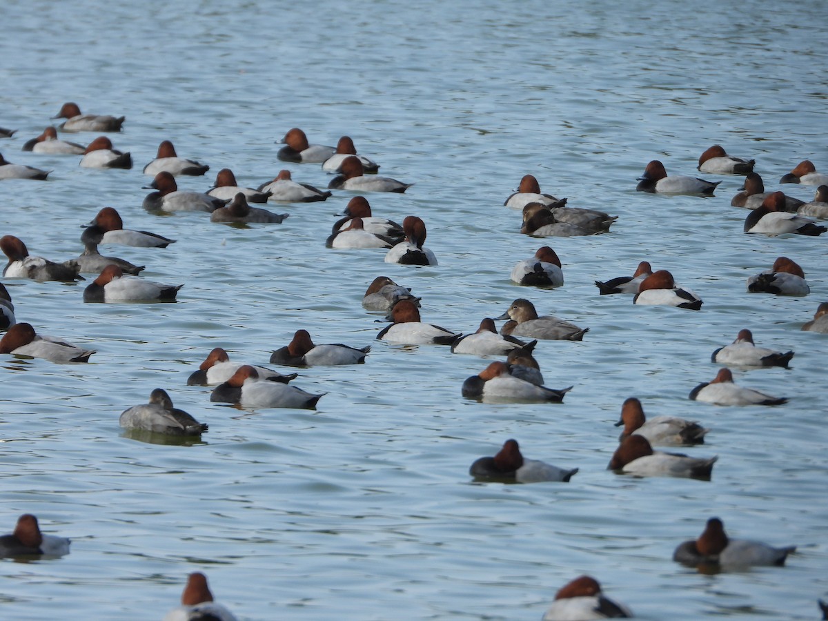 Common Pochard - ML647167039
