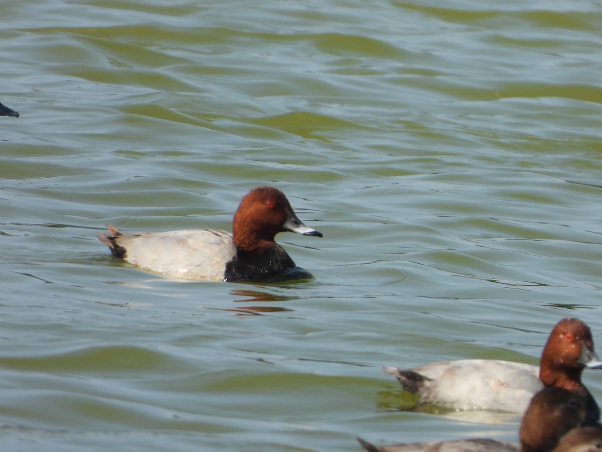 Common Pochard - ML647167040