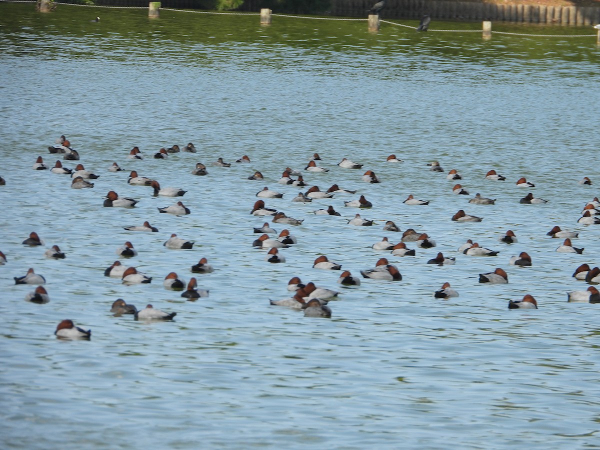 Common Pochard - ML647167041