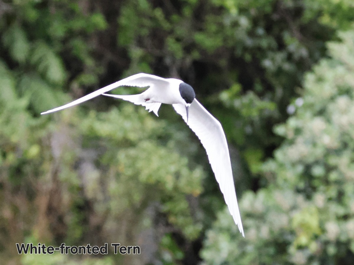 White-fronted Tern - ML647167042