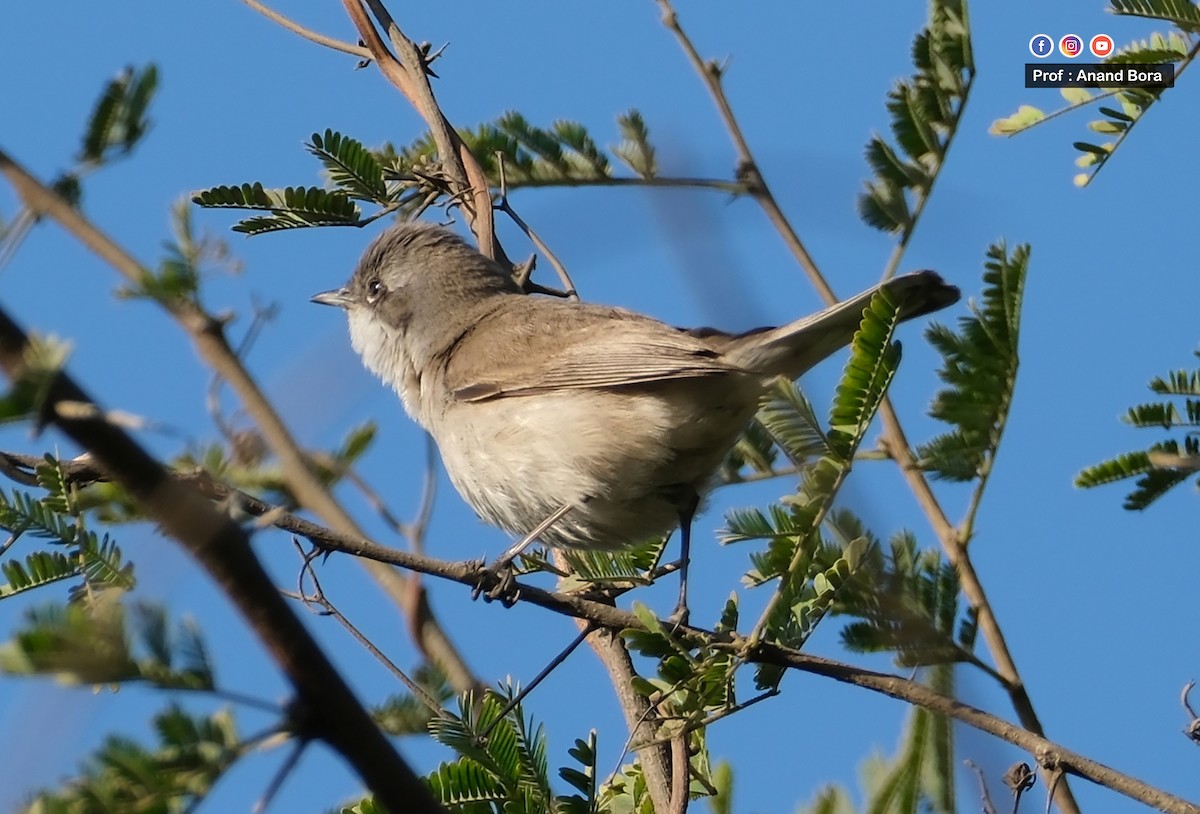 Lesser Whitethroat - ML647167043