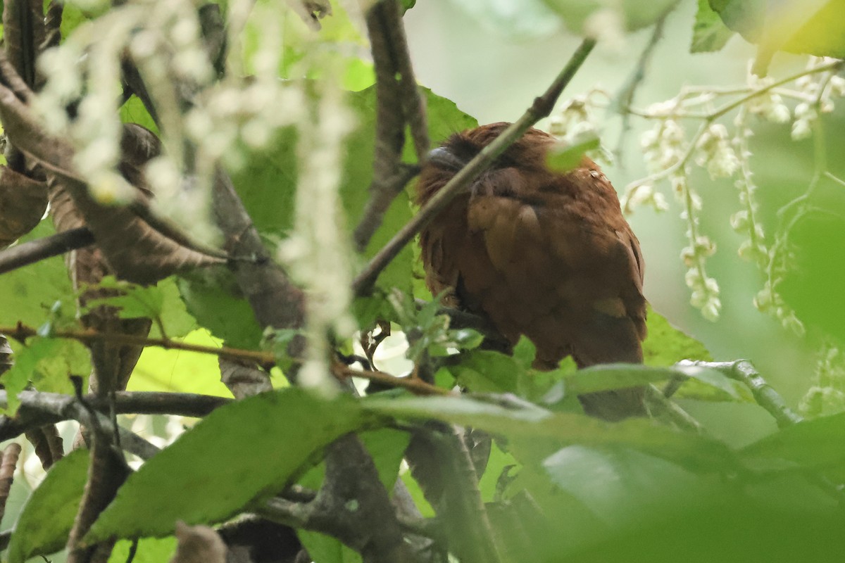 Sri Lanka Frogmouth - ML647167044