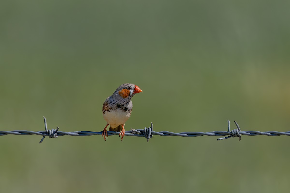 Zebra Finch - ML647167045