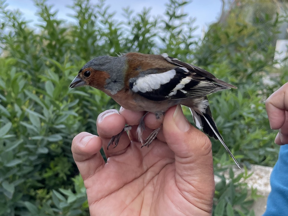 Common Chaffinch - ML647167046